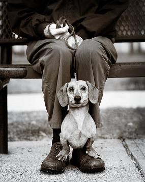 Little seat in the park. Dog Shaming Funny, Dog Shaming, Weenie Dogs, Dachshund Love, Weiner Dog, Wiener Dog, Dog Portraits, Small Dog, Dog Photos