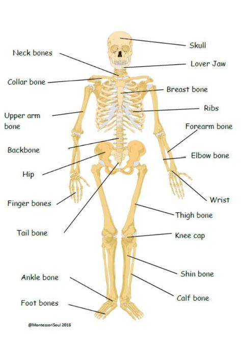 Human skeleton with common name labels Human Skeleton For Kids, Human Skeleton Labeled, Skeleton Labeled, The Human Skeleton, Bee Life Cycle, Arm Bones, Indian Army Wallpapers, Continuous Provision, Neck Bones