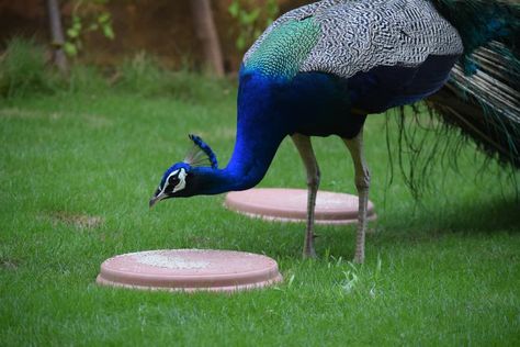 Peacocks Habits and biology Peacock Coop Ideas, Peacock Food, Male Peacock, Be Friendly, Wild Duck, Wild Elephant, Hen House, Green Pasture, Game Birds