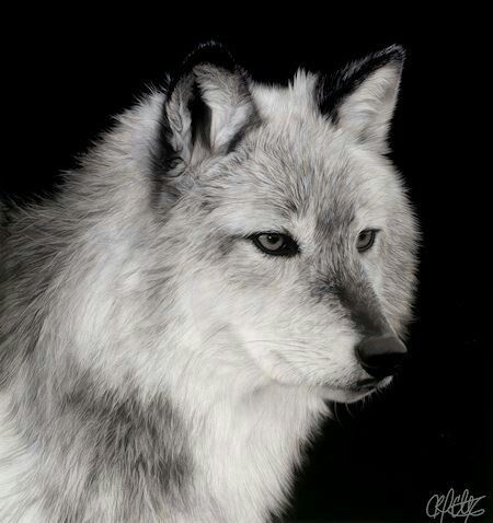 Wolf World, Wolf Husky, Wolf Spirit Animal, Charcoal Drawings, She Wolf, Wild Wolf, Wolf Pictures, Silver Wolf, Beautiful Wolves