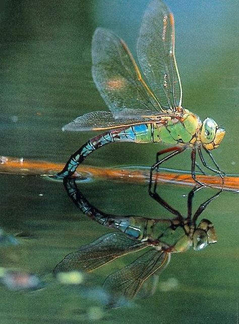 Dragonfly Dragonfly Photos, Foto Macro, Dragon Flys, Gossamer Wings, Damselflies, Dragonfly Dreams, Pond Life, Manatees, Dragonfly Art