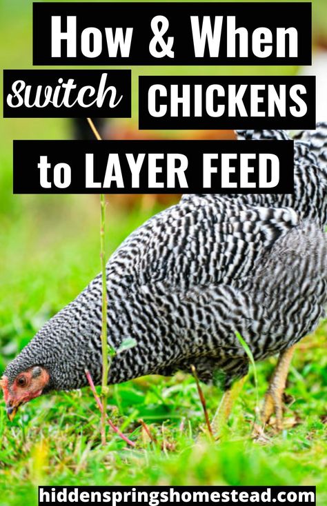 Best Chicken Feed For Layers, Organic Chicken Feed Recipe, Chicken Layer Feed, What Can Chickens Eat, What To Feed Chickens, Organic Chicken Feed, Benefits Of Chicken, Layer Feed, Chicken Diet