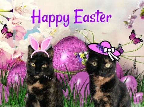 Easter Cats, Easter Images, Easter Photos, Cat Holidays, Bunny Pictures, Holiday Pictures, Cat Behavior, Happy Cat, Happy Birthday To You