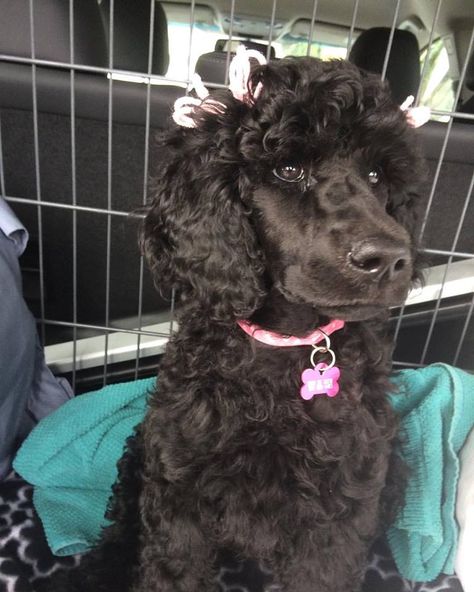 Poodle Shaved Face, Toy Poodle Shaved Face, Poodle Shaved Ears, Poodles With Bows, Black Poodles Miniature, Black Poodle Dyed Hair, Dog Haircut, Miniature Poodle Black, Goldendoodle Grooming