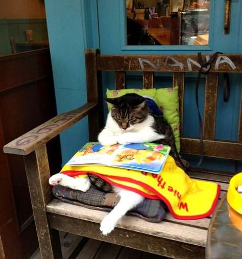 Pictures of a fat cat reading a book outside a café in Shimokitazawa (Tokyo), Japan. See all the pictures of this fat cat at http://www.traveling-cats.com/2013/11/cat-from-shimokitazawa-japan.html (fat cats, cat reading a book, pictures of fat cats, Shimokitazawa pictures, Shimokitazawa Tokyo, Shimokitazawa café) Cat Reading, Cat Sitting, Book Bag, Funny Animal Pictures, Crazy Cat Lady, Bones Funny, Crazy Cats, Cat Pics, Cat Love