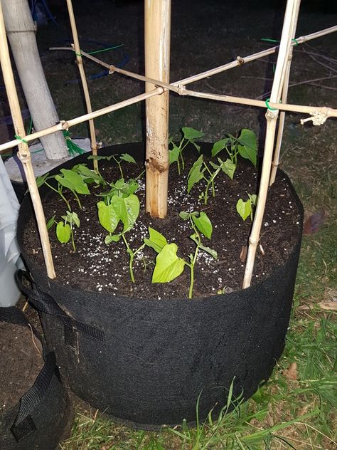 Cloth garden bag with climbing beans and a bamboo trellis Climbing Beans, Bean Trellis, Bamboo Trellis, Garden Bags, Diy Trellis, Indoor Vegetable Gardening, Easy Care Plants, Frame House, Grow Bags