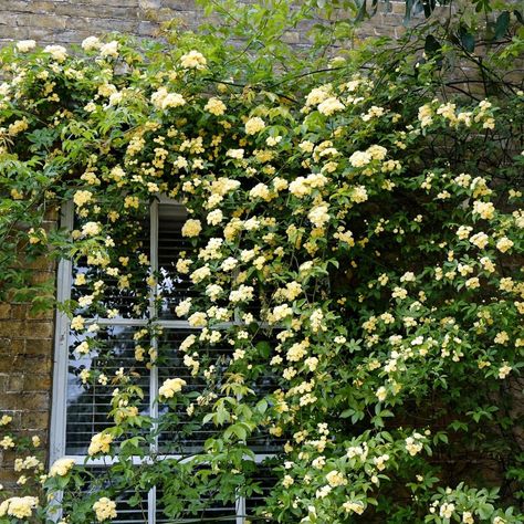 Heirloom Roses on Instagram: “Do you have a side of your home that you would like enhanced with a rose? If so, be sure to check out Lady Banks. This rose can grow…” Lady Banks Rose, Tortoise Enclosure, Cottage Rose, Climbing Rose, Pergola Lighting, Heirloom Roses, Types Of Roses, Plant Delivery, Growing Roses