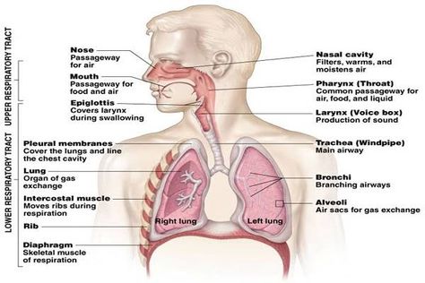 You can clearly understand by observing the Lung diagram in this post.We are providing simple lungs diagram for quick drawing the diagram. You can also download lungs image that are given in the post. Lung anatomy diagram or Simple lungs diagram with label are also mentioned below. Lungs Diagram, Pharmacy Images, Medicine Images, Lung Anatomy, Free Human Body, Image Simple, Human Lungs, Pharmacy Medicine, Nasal Cavity