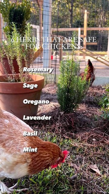 Plants For Chickens, Herbs For Chickens, Cute Chicken Coops, Chicken Coop Garden, Chicken Barn, Natural Insecticide, Backyard Chicken Coop Plans, Egg Quality, Diy Chicken Coop Plans