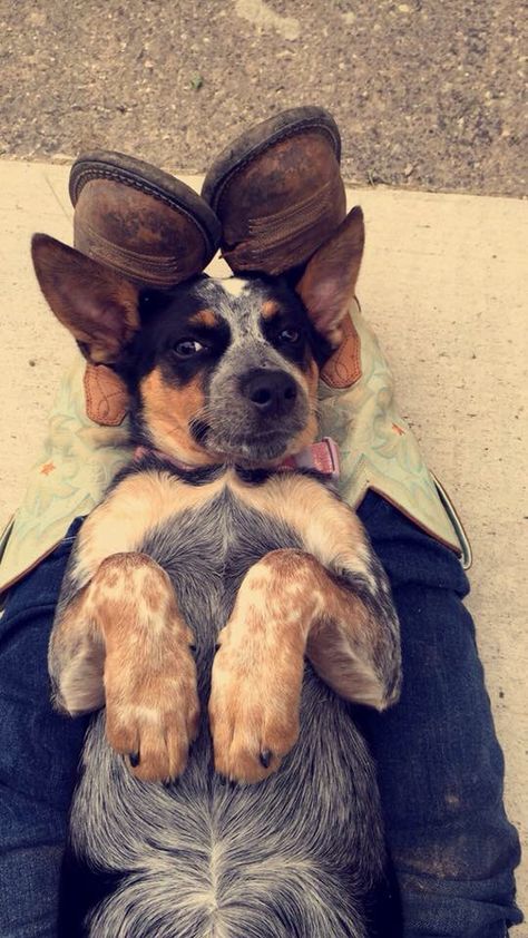 leg warmer Austrailian Cattle Dog, Pure Country, Heeler Puppies, Blue Heelers, Blue Heeler Dogs, Australian Cattle Dogs, Australian Cattle Dog Blue Heeler, Herding Dogs, Cow Girl