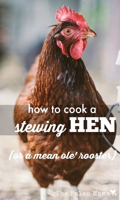 How to Cook a Stewing Hen Rooster Recipes, Dust Bath, Laying Hens, Backyard Flocks, Perfect Chicken, Free Range Chickens, Building A Chicken Coop, Chicken Breeds, In The Shadows