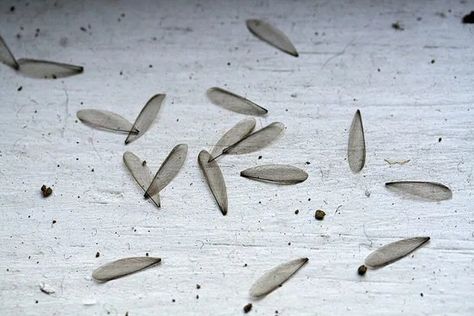 8 Telltale Termite Signs to Look Out For - Pest Hacks Flying Termites, Signs Of Termites, Wood Termites, Termite Damage, Types Of Insects, Termite Control, Knock On The Door, Small Pets, The House