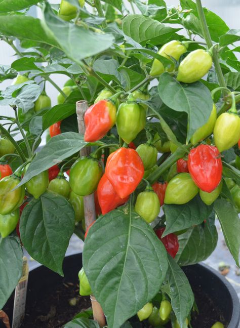 Tried & True Habanero Rojo Hot Pepper Roses In Pots, Roses From Cuttings, Como Plantar Pitaya, Growing Hot Pepper, Chilli Plant, Vegetable Farming, نباتات منزلية, Vegetable Garden Planning, Growing Cucumbers