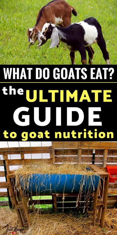 Boer Goats Raising, Goat Food List, Goat Hacks Diy, What Do Goats Eat, Raising Meat Goats, Homemade Goat Feed, Goat Keeping Ideas, What To Feed Goats, Goat Care For Beginners