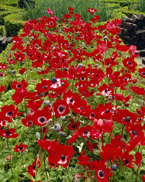 Anemone coronaria (De Caen Group) &s;Hollandia&s; | garden anemone &s;Hollandia&s; Herbaceous Perennial/RHS Gardening Anemones Flower, Anemone Coronaria, Garden With Flowers, Fall Perennials, Patriotic Flowers, Red Anemone, Spring Planting, Orchid Show, Mediterranean Plants