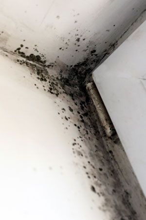 How to Remove Black Mold Remove Black Mold, Homemade Toilet Cleaner, Clean Baking Pans, Black Mold, Hardwood Floor Cleaner, Mold In Bathroom, Cleaning Painted Walls, Bob Vila, Glass Cooktop