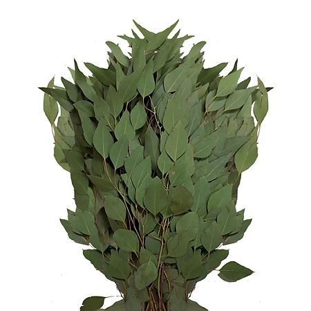 Diamond Silver Dollar Eucalyptus (40 stems) - Sam's Club Italian Ruscus, Long Vase, Dollar Eucalyptus, Fresh Eucalyptus, Asparagus Fern, Silver Dollar Eucalyptus, Green Garland, Seeded Eucalyptus, Members Mark