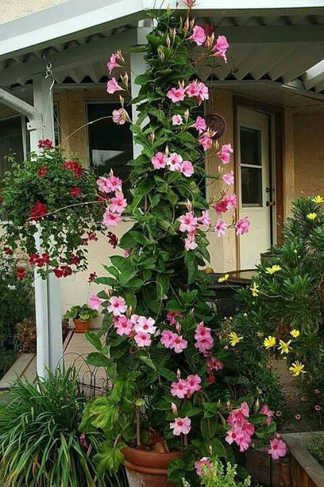 Mandevilla Vine, Climbing Flowers, Trumpet Vine, Garden Vines, Container Gardening Flowers, Garden Containers, The Secret Garden, Flowering Vines, Climbing Plants