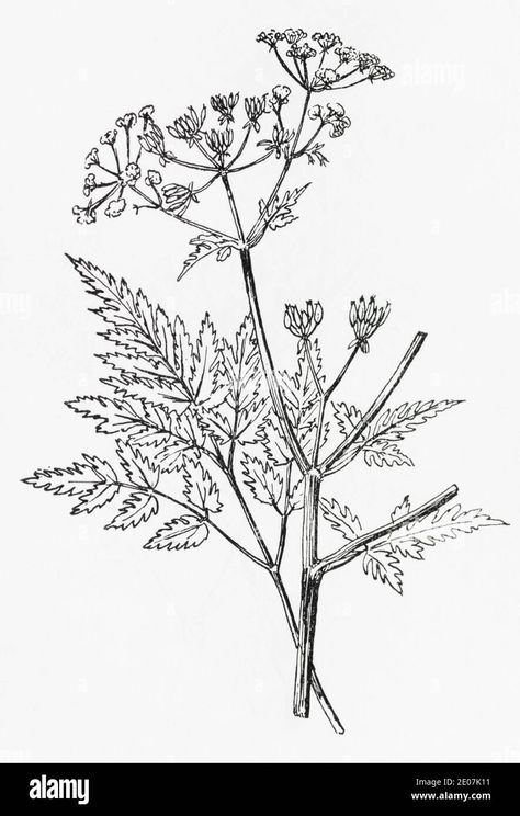 Cow Parsley Drawing, Cow Parsley Tattoo, Old Botanical Illustration, Anthriscus Sylvestris, Cow Parsnip, Cow Parsley, Architecture Concept, Architecture Concept Drawings, Like Image