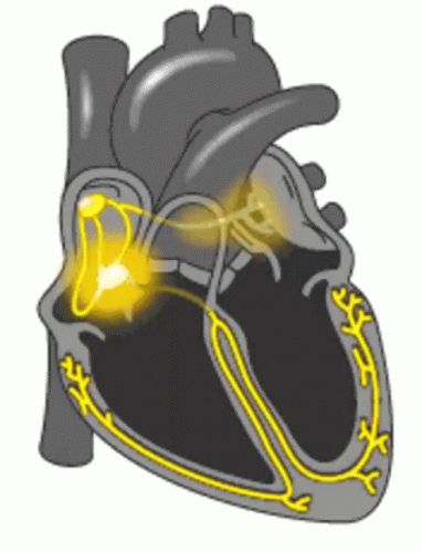 Heartbeat Conduction GIF - Heartbeat Conduction Heart - Discover & Share GIFs Conduction Of The Heart, Heart Conduction System, Heart Echo, Medical School Life, Basic Anatomy And Physiology, Normal Heart, Medical Videos, Heart Anatomy, Cardiac Nursing