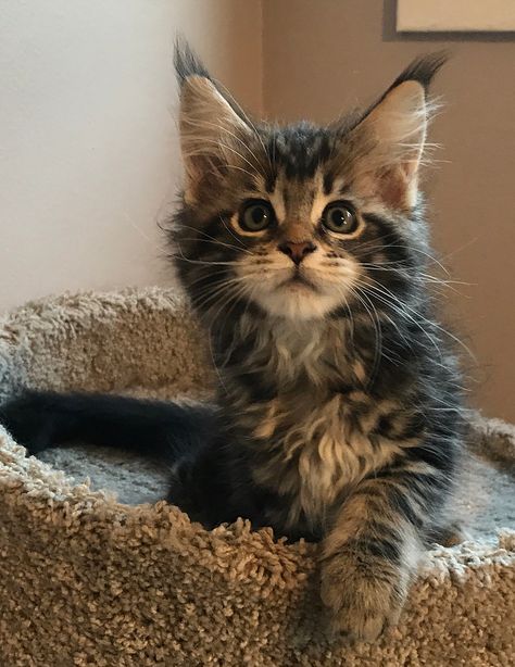 maine coon kittens for sale in Los angeles, prices, availability, colors, sexes Maine Coone Kitten, Maine Cooney Cats, Maincoon Cat, Maine Coone, Most Popular Cat Breeds, Purebred Cats, Popular Cat Breeds, Cat Oc, Kittens For Sale