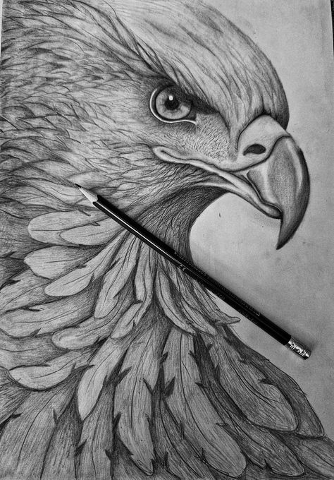 Pencil Shading Drawings Of Animals, Eagle Pencil Sketch, Eagle Eye Drawing, How To Draw An Eagle, Birds Sketches Pencil, Eagle Sketch Tattoo, Detailed Drawings Pencil, Eagle Drawing Sketches, Animal Pencil Sketches