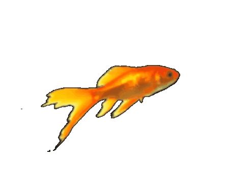 Goldfish.. 金鱼！ Fish Png Aesthetic, Goldfish Gif, Goldfish Icon, Carrd Gif, Orange Gif, Silly Gifs, Fish Gif, Laika Dog, Fish Png