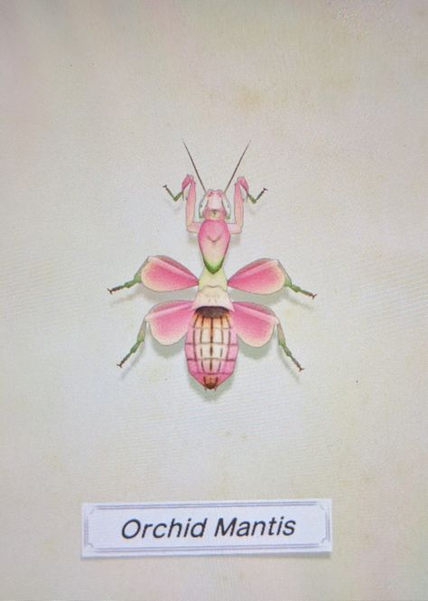 Orchid Mantis Drawing, Prey Mantis Tattoo, Orchid Mantis Tattoo, Prey Mantis, Mantis Tattoo, Orchid Mantis, African Flowers, Creepy Crawlies, Pink Orchids