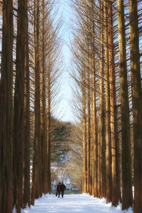 Nami Island Autumn, Nami Island Korea, Korea Winter, Famous Trees, Nami Island, Korean Winter, Korea Travel, Tree Line, Island Tour