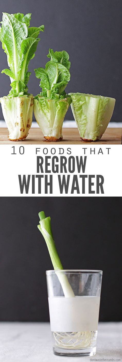 Regrow Vegetables, Water Tips, Herb Garden Design, نباتات منزلية, Plants Growing, Growing Veggies, Longwood Gardens, Food Scraps, Veg Garden