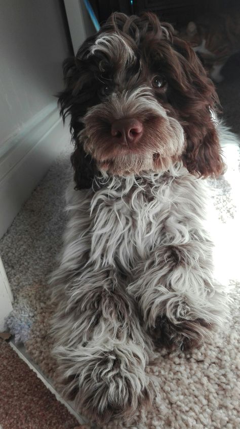 Maisy, Sproodle (English Springer spaniel x miniature poodle) Springer Doodle, Sproodle Puppies, Small Poodle, Lagotto Romagnolo, Poodle Grooming, Puppy Cut, English Toy Spaniel, Poodle Puppies, Doodle Dog