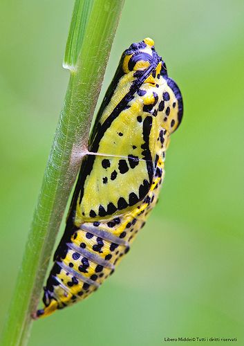 ˚Chrysalis Moth Cocoon, Butterfly Pupa, Butterfly Cocoon, Butterfly Chrysalis, Mariposa Butterfly, Types Of Insects, Organic Structure, Moth Caterpillar, A Bug's Life