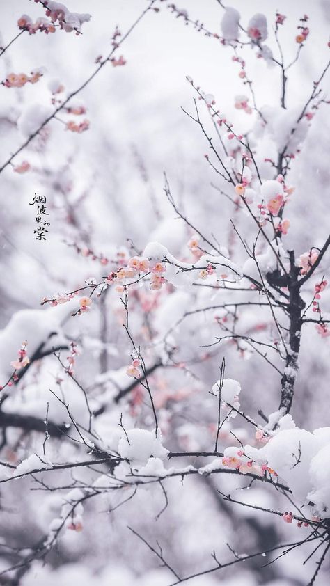 Winter Flower Wallpaper, Winter Flowers Wallpaper, Winter Lockscreens Aesthetic, Wallpapers Christmas, Wattpad Background, Flowery Wallpaper, Lovely Flowers Wallpaper, Winter Wallpaper, Beautiful Flowers Wallpapers