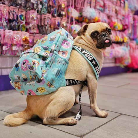 Frank The Pug, Piper Squad, Pet Pug, I M Bored, The Pug, Squad Goals, Dog Pin, School Days, Pug