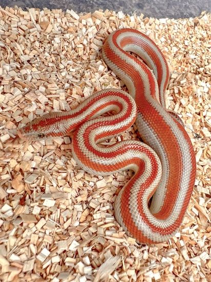 Rosy Boa Snake, Pink Boa, Rosy Boa, Danger Noodles, Snake Turtle, Rat Snake, Colorful Snakes, Pretty Snakes, Ball Pythons