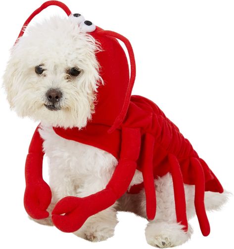 Frisco Lobster Dog & Cat Costume, X-Small - Chewy.com Lobster Outfit, Sea Creature Costume, Lobster Costume, Maltese Dog, Animal Costumes, Dog Boots, Dog Raincoat, Dog Halloween Costumes, Dog Vest