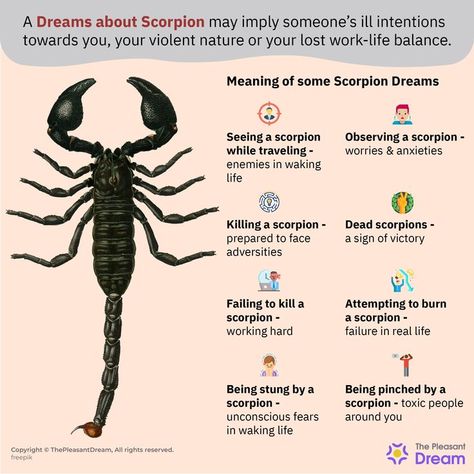 Dreaming of a Scorpion – 75 Types & Their Interpretations Increase Height Exercise, Back Stretches For Pain, Animal Spirit Guides, Dream Symbols, Dream Meanings, Dream Interpretation, What The Heck, Spiritual Meaning, Health Articles