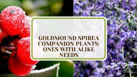 Goldmound Spireas Perfect Match Plant America Spirea Companion Plants, Goldmound Spirea, Spirea Plant, Coral Bells Plant, Plant Pairings, Bridal Wreath Spirea, Best Companion Plants, Coral Bells, Ficus Elastica