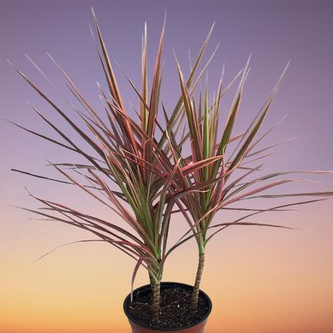 Madagascar Dragon Tree (Dracaena marginata) Indoor Care, Propagation and Problems Dragon Tree Plant, Plants For Indoors, Dracaena Draco, Madagascar Dragon Tree, Dracaena Fragrans, Dracaena Sanderiana, Dragon Blood Tree, Ribbon Plant, Dracaena Marginata