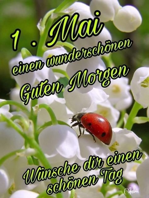 1. Mai, A Ladybug, Smiley Emoji, Xmas Food, Easter Greetings, Random Image, New Month, White Flowers, Image Search