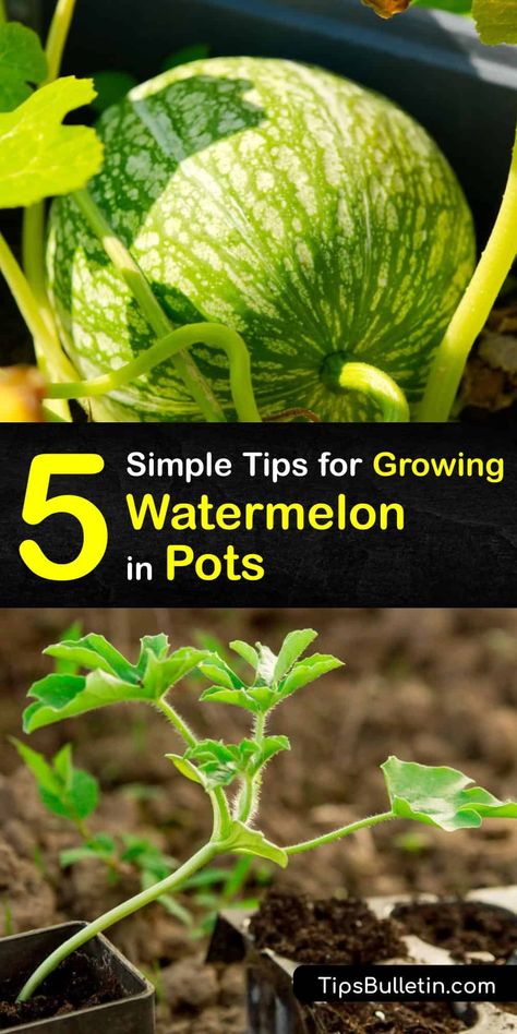 Watermelon Planting Tips, Planting Watermelon, Watermelon Pot, Growing Watermelon, Grow Watermelon, Watermelon Vines, Growing Melons, How To Grow Watermelon, Watermelon Patch