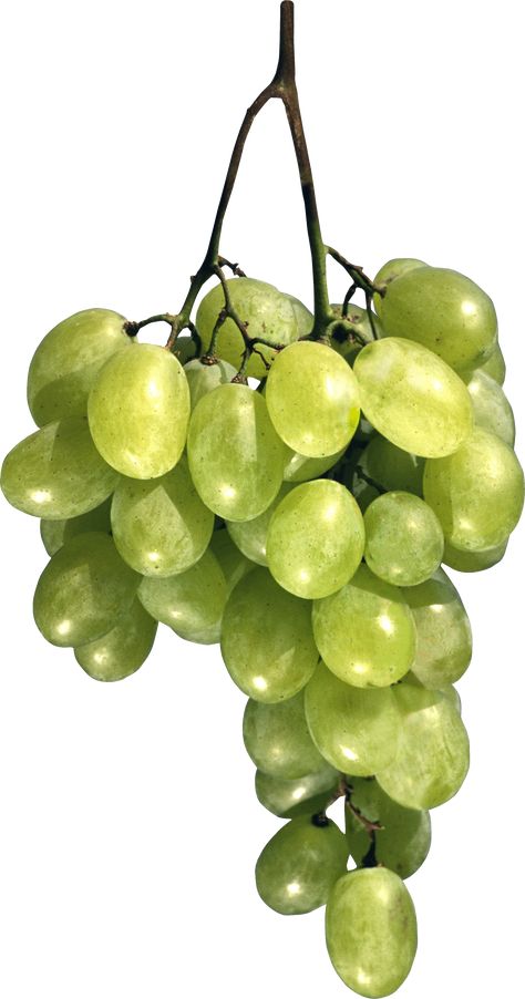 Drawing High Heels, Photo Png, Chenin Blanc, Sky Photography Nature, Watercolor Fruit, Grape Seed Extract, Green Grapes, Fruit Art, Grape Leaves