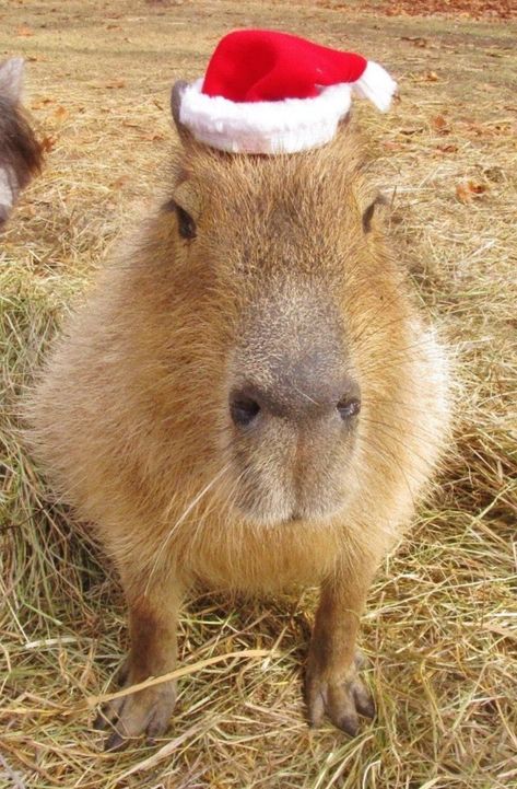 Santa Hat, Rocky, Christmas