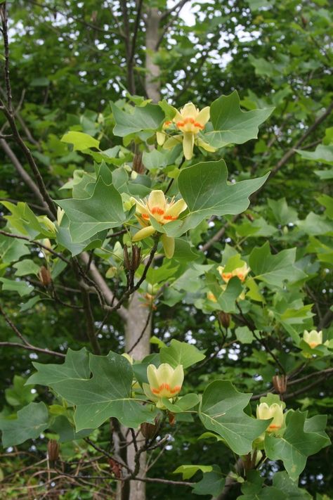 Tulip Tree Tattoo, Liriodendron Tulipifera, Tulip Poplar, Tulip Tree, Tulip Flower, Shade Trees, Deciduous Trees, Hand Tattoo, Tree Tattoo