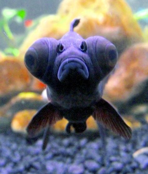 Black Moors (Carassius auratus) Fish With Big Eyes, Black Moor Goldfish, Big Eyed Fish, Cool Monsters, Interesting Animals, Reaction Pics, Stocking Fillers, Big Eyes, Goldfish