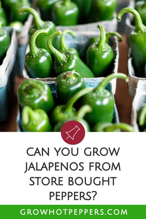 Can you plant seeds from a store-bought jalapeno pepper? Yep, under the right conditions! Here's how to pick good peppers to harvest and get those seeds to germinate. This post is part of the growing jalapeno peppers series that covers how to grow jalapenos in pots, from beginning to end. Jalapeno Seeds Planting, How To Plant Jalapenos Seeds, How To Grow Jalapenos, Grow Jalapenos, Growing Jalapenos, Pepper Growing, Pepper Varieties, Jalapeno Plant, Gardening Knowledge