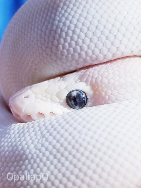 Blue Ball Python, Ball Python Wallpaper, Blue Eyed Lucy Ball Python, Lucy Ball, Baby Barn Owl, Danger Noodles, Ball Pythons, Pet Snake, Beautiful Snakes