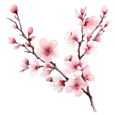 Cherry Blossom Flowers Watercolor Clipart AI Generated Cherry Blossom Images, Cherry Blossom Drawing, Cherry Blossom Watercolor, Cherry Blossoms Illustration, Mughal Art Paintings, Il Re Leone, Cherry Flower, Cherry Blossom Art, Re Leone