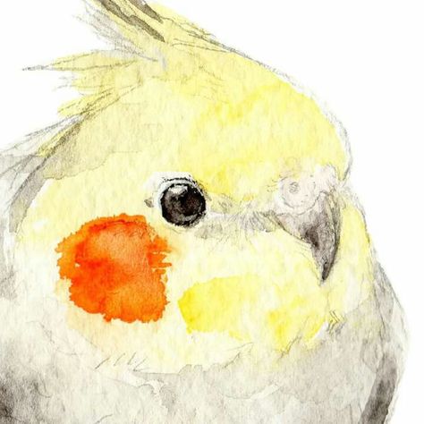 Fofinhos ❤ Cockatiel Watercolor Painting, Cockatiels Drawing, Cockatiel Watercolor, Cockatiel Painting, Cockatiel Drawing, Cockatiel Tattoo, Cockatiel Art, Watercolor Simple, Parrot Art