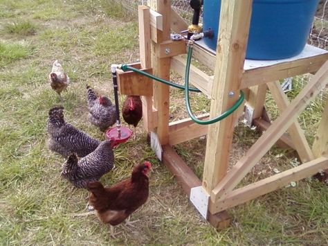 Build an automatic chicken waterer, which consists of a large barrel for water collection, a sturdy stand, and a commercial water bowl. It’s a pretty simple design, but should be a huge time saver- no more dealing with dinky waterers that have to be replaced often. Urban Chicken, Chicken Feeder Diy, Chicken Waterer, Chicken Feeders, Chicken Farming, Keeping Chickens, Mini Farm, Chicken Diy, Rain Barrel